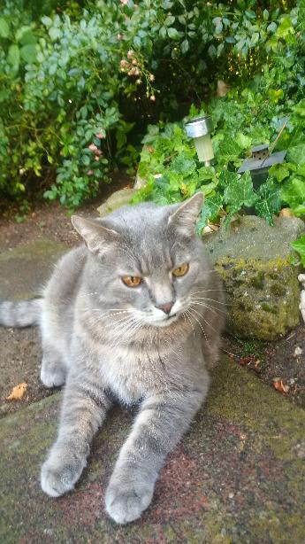 Mein Kater Eumel
