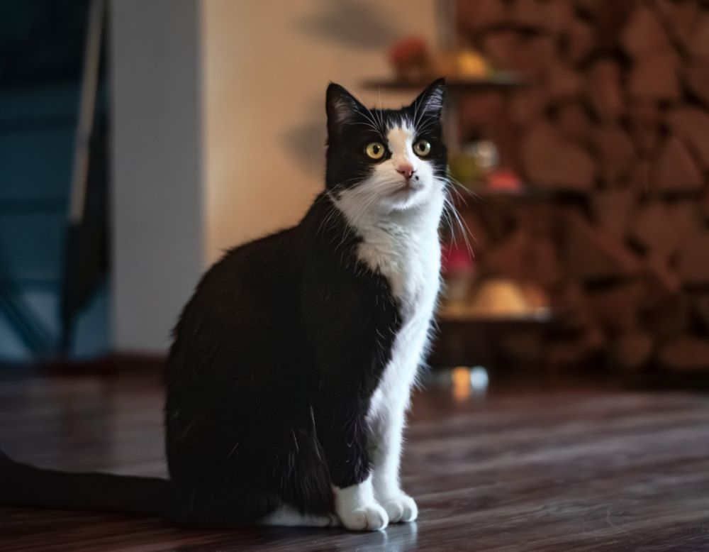 Meine Katze Fee: Schwarze Katze mit weisem Fleck an der Nase
