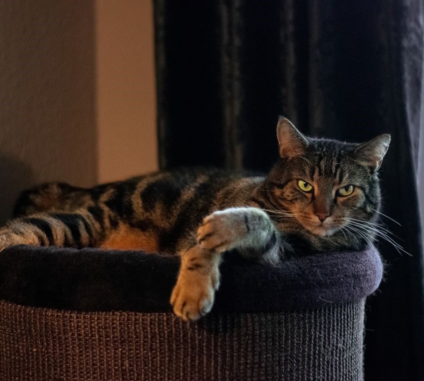 Mein Kater Remi