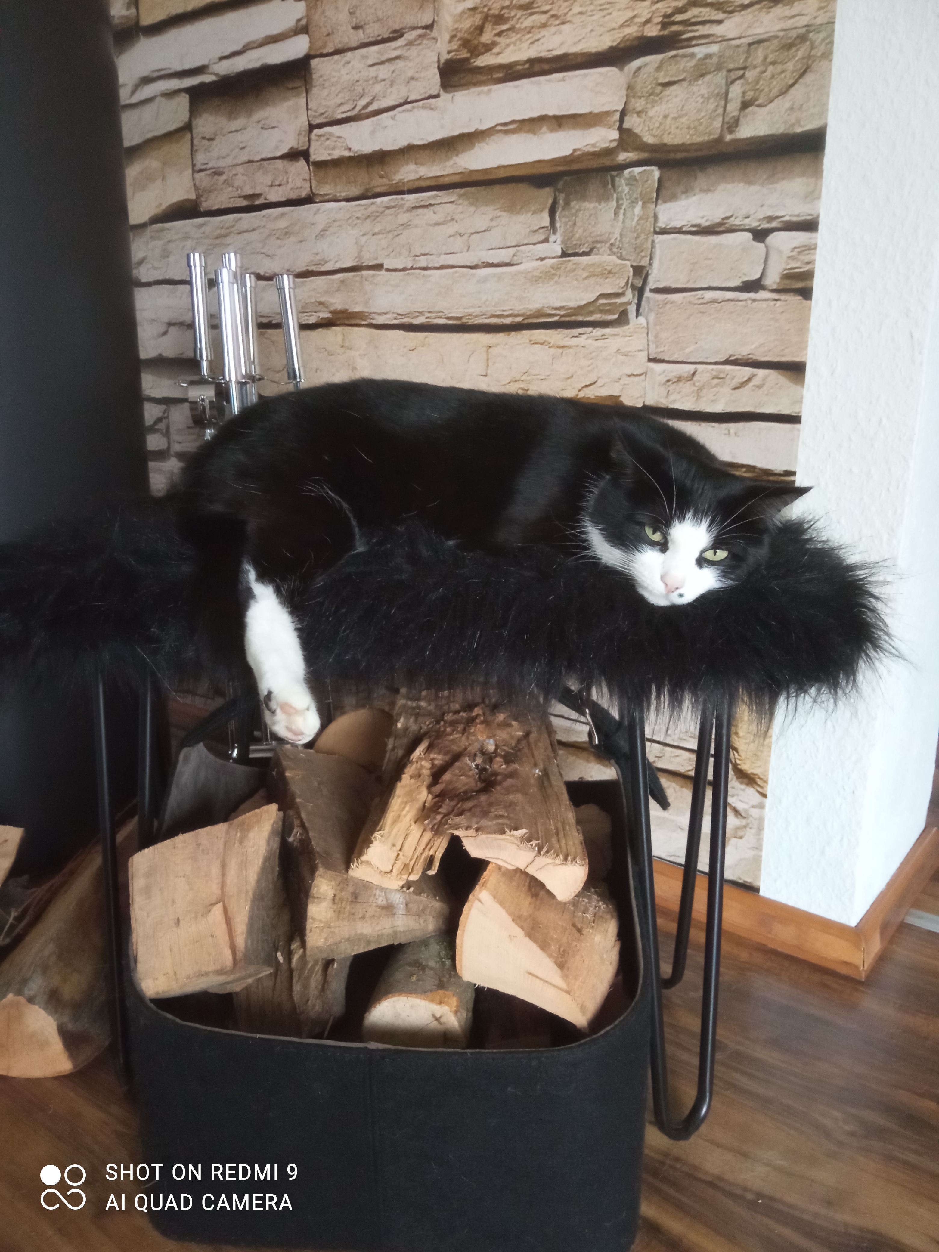 Meine Katze Fee