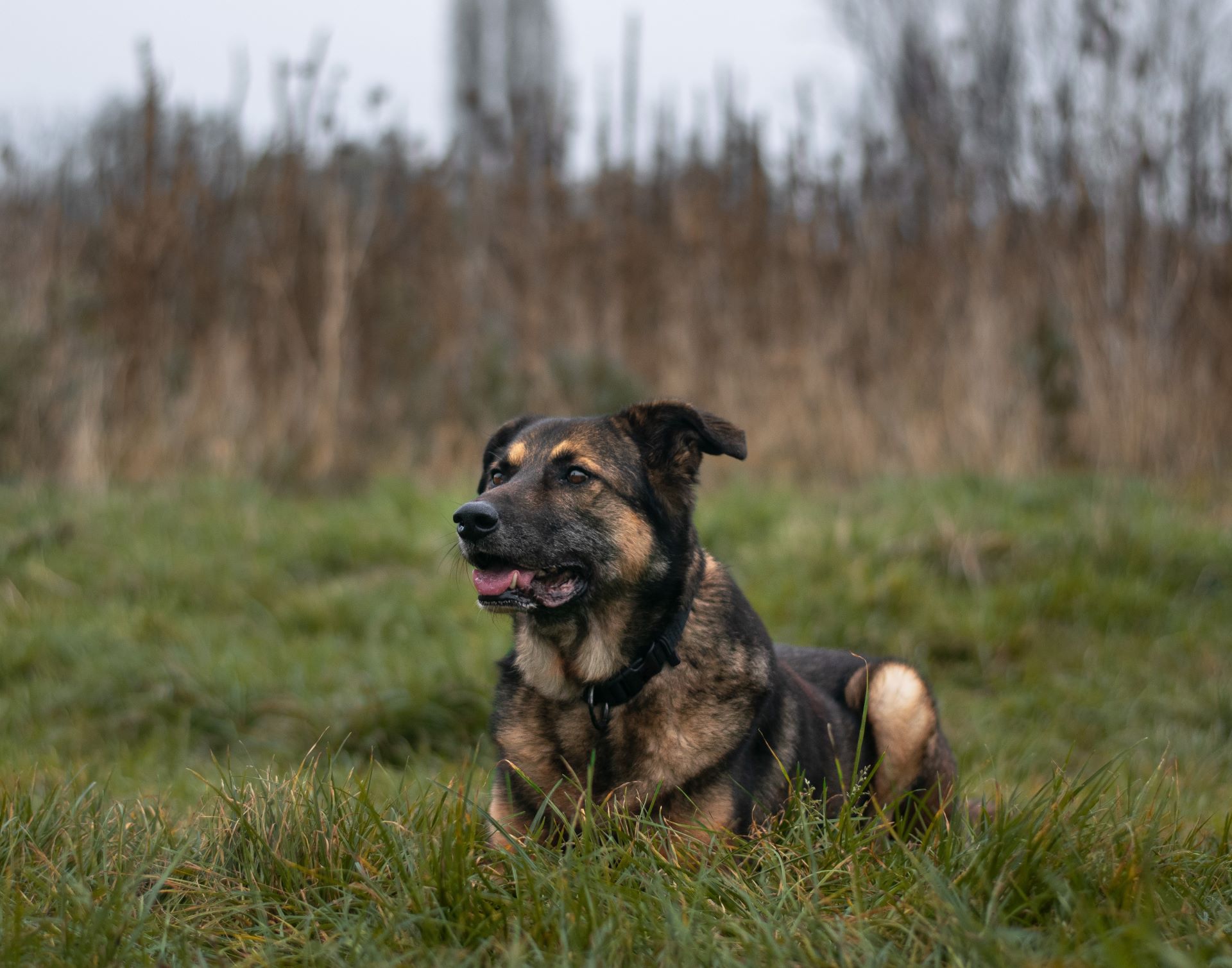 Mein Hund Moha: Brauner großer Hund